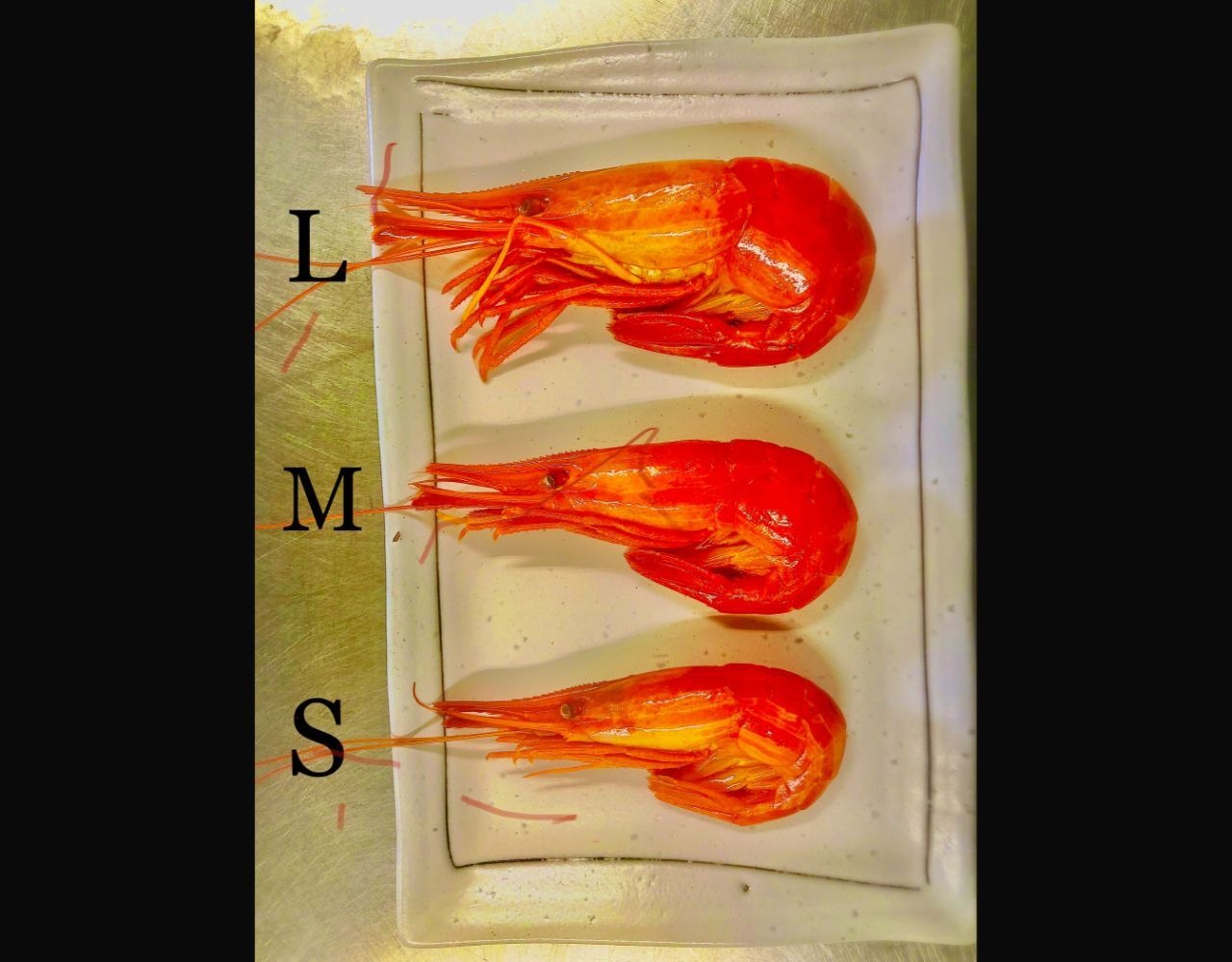 北海しまえび500g Lサイズ【ボイル冷凍】