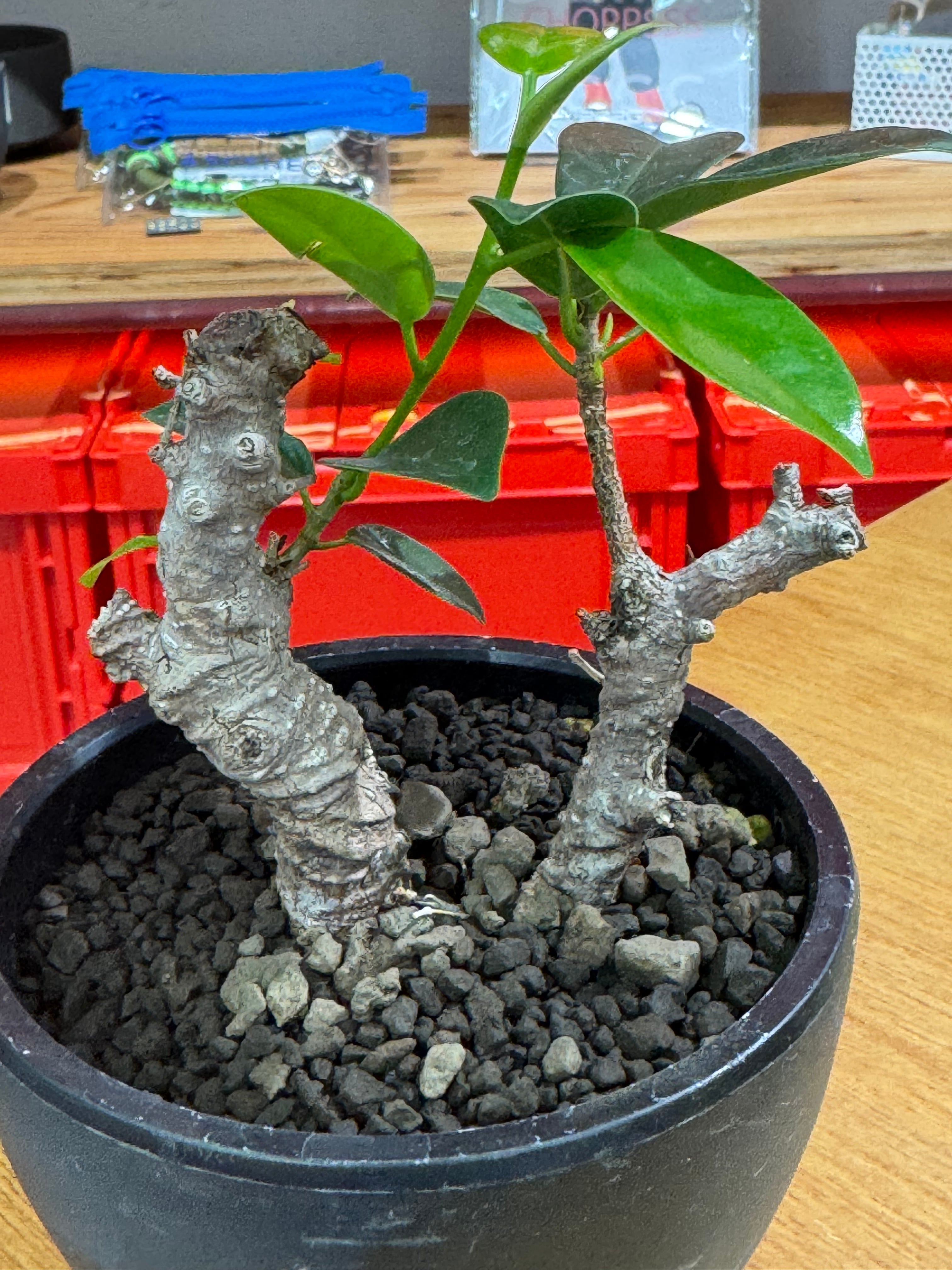 新着】 Ficus microcarpa 【ガジュマル 琉球盆栽】× ボクタノ鉢【BOKU