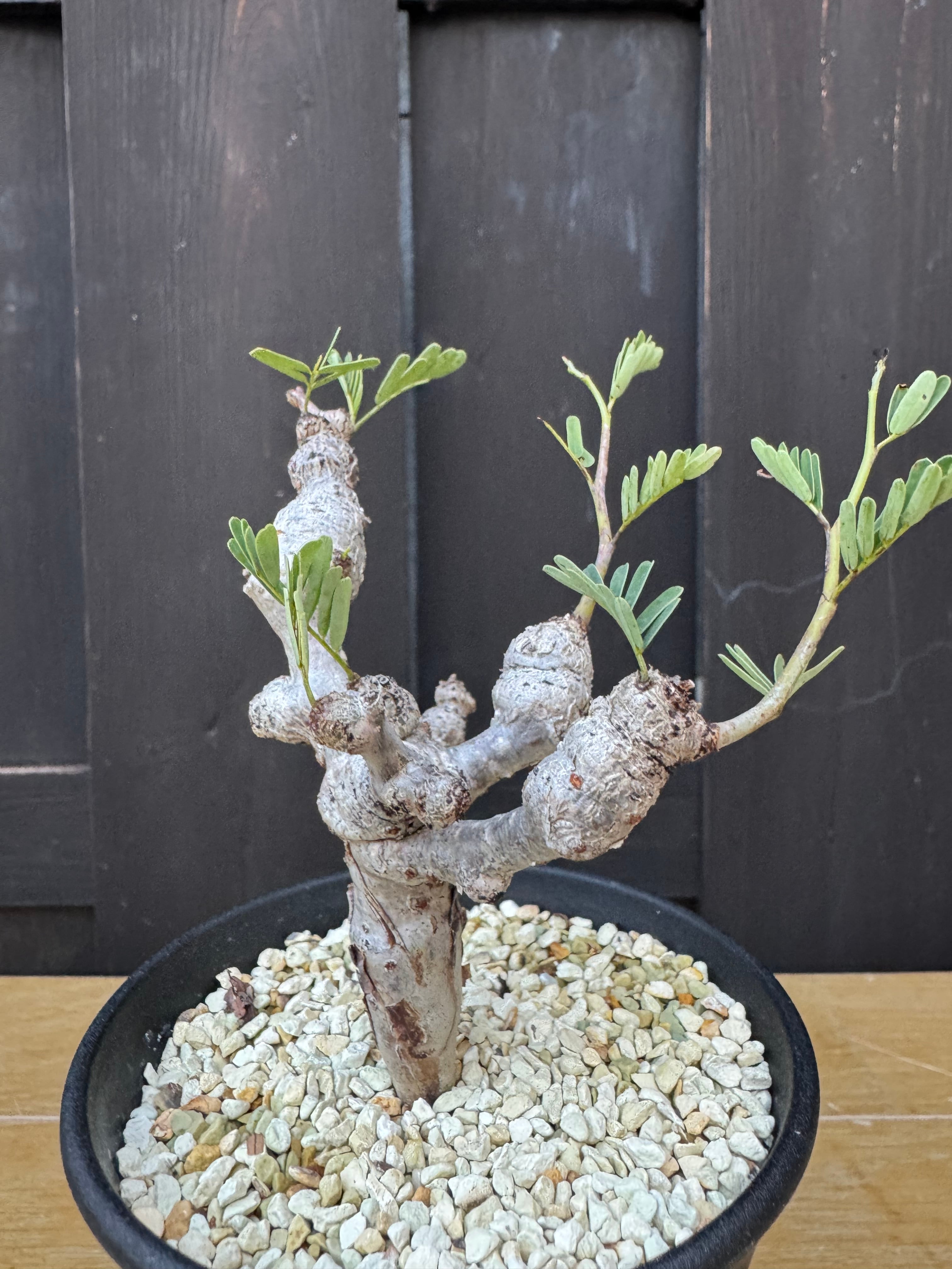 新着】Senna meridionalis【太い枝振り作り込みの実生苗】センナ メリ