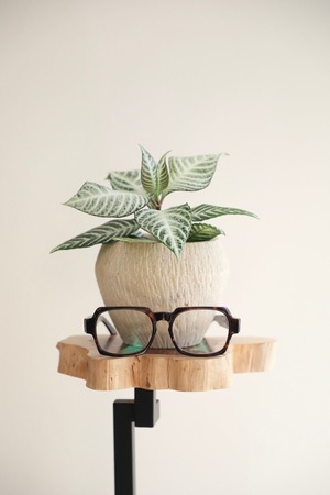 【S】アフェンドラ シルバークラウド/Aphelandra squarrosa Silver Cloud　※ストーンポットカバー付き