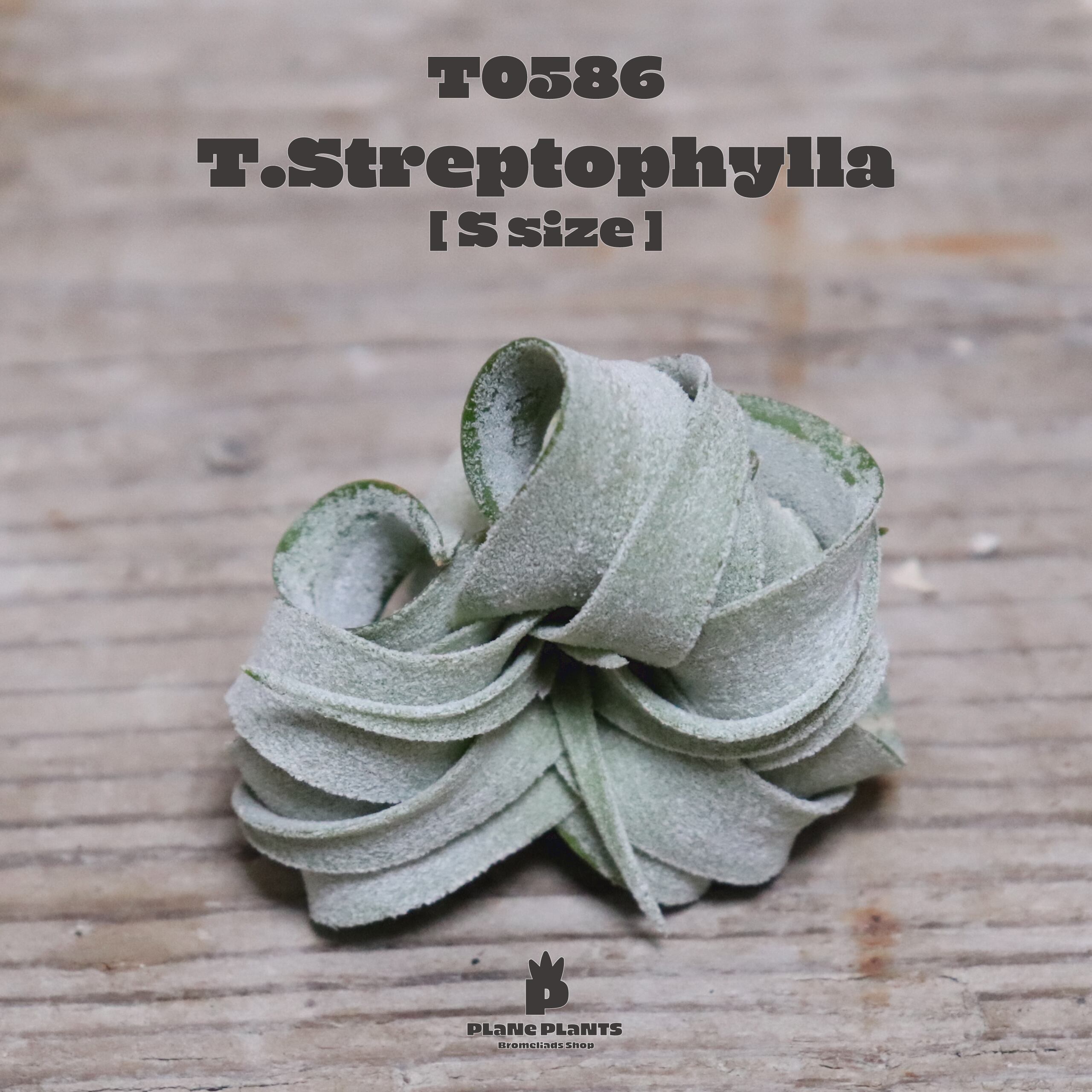 【送料無料】ストレプトフィラS〔エアプランツ〕現品発送T0586