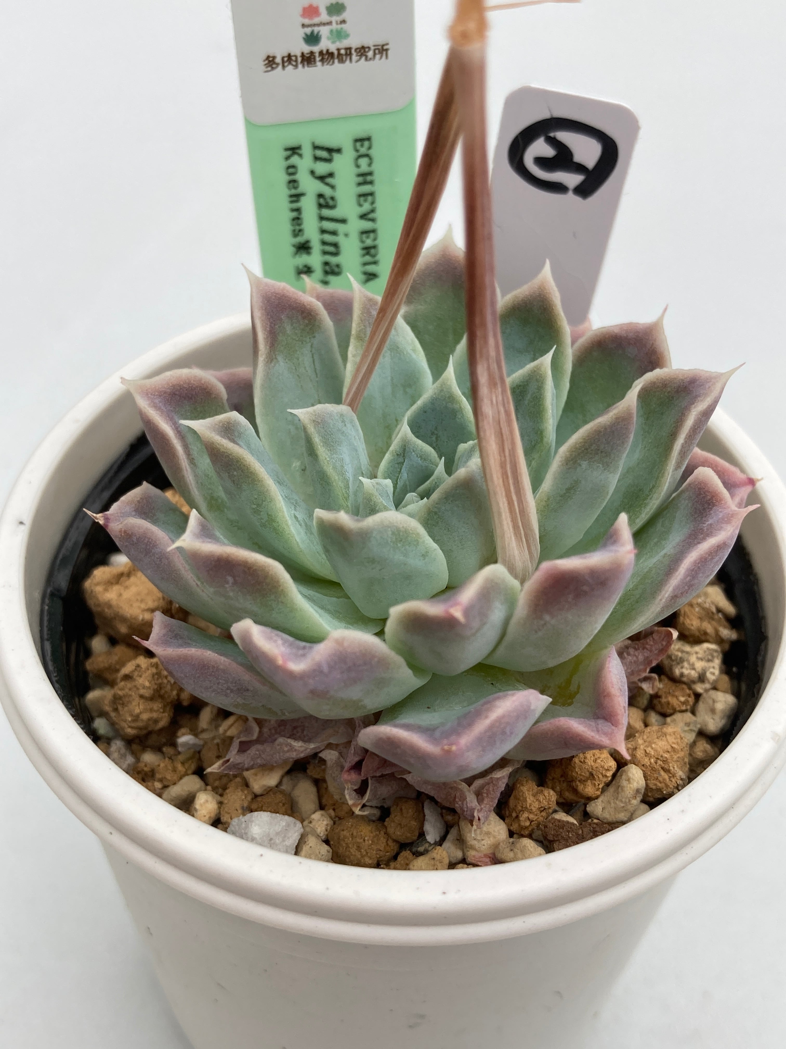 多肉植物アウアルルコ✕クスピダータ エケベリア クスピダータ パラス