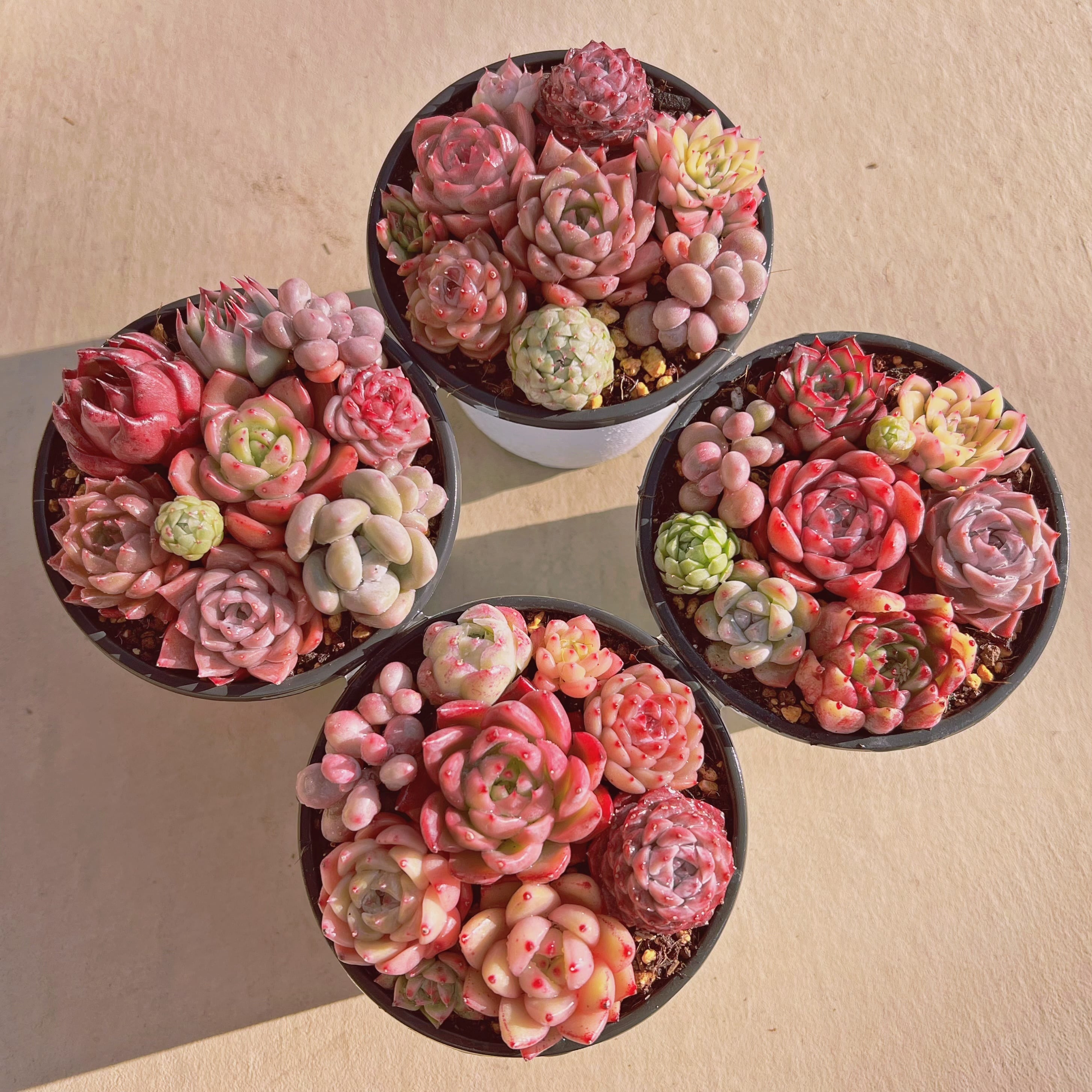 #008現物　寄せ植えセット