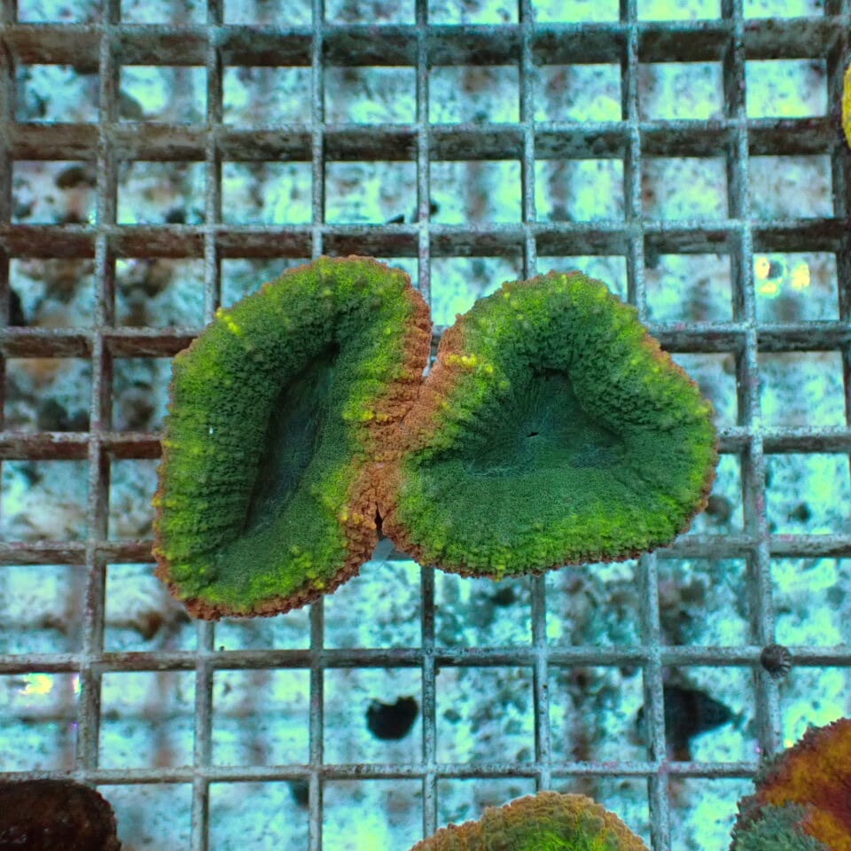 ハナガタサンゴ | HOUSE REEF(ハウスリーフ)サンゴ・海水魚・海藻