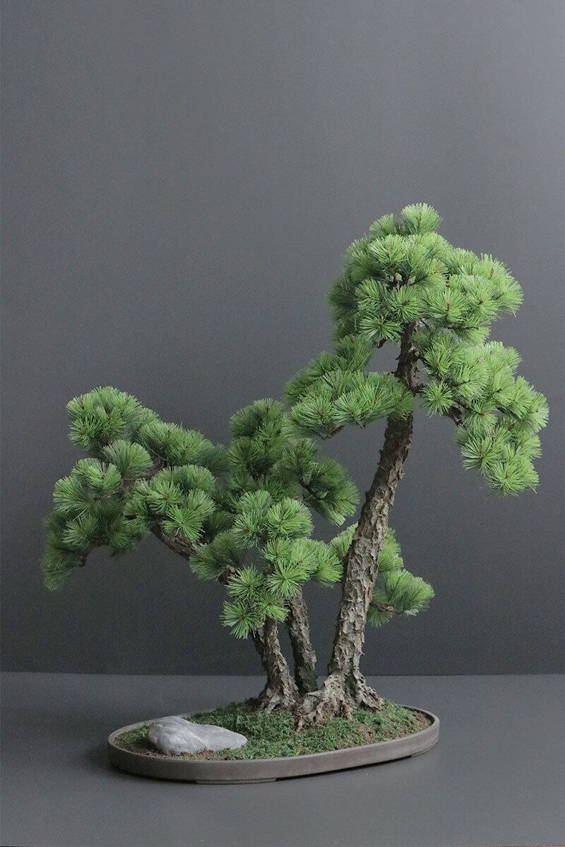 松　盆栽 ③ 盆栽 松 Pinetree Bonsai #156 | Oh! BONSAI