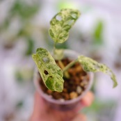 Monstera adansonii Mottled / モンステラ アダンソニー ミント㉘ / 観葉植物