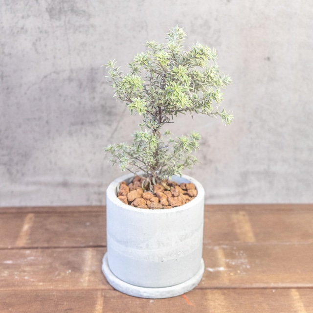 銀葉の美しさ、シルバーの輝き。手づくりモルタル鉢で届けるウエストリンギア・スモーキー。洗練された一鉢、こだわり抜いた一鉢を。■虫発生抑制【全国一律送料850円】