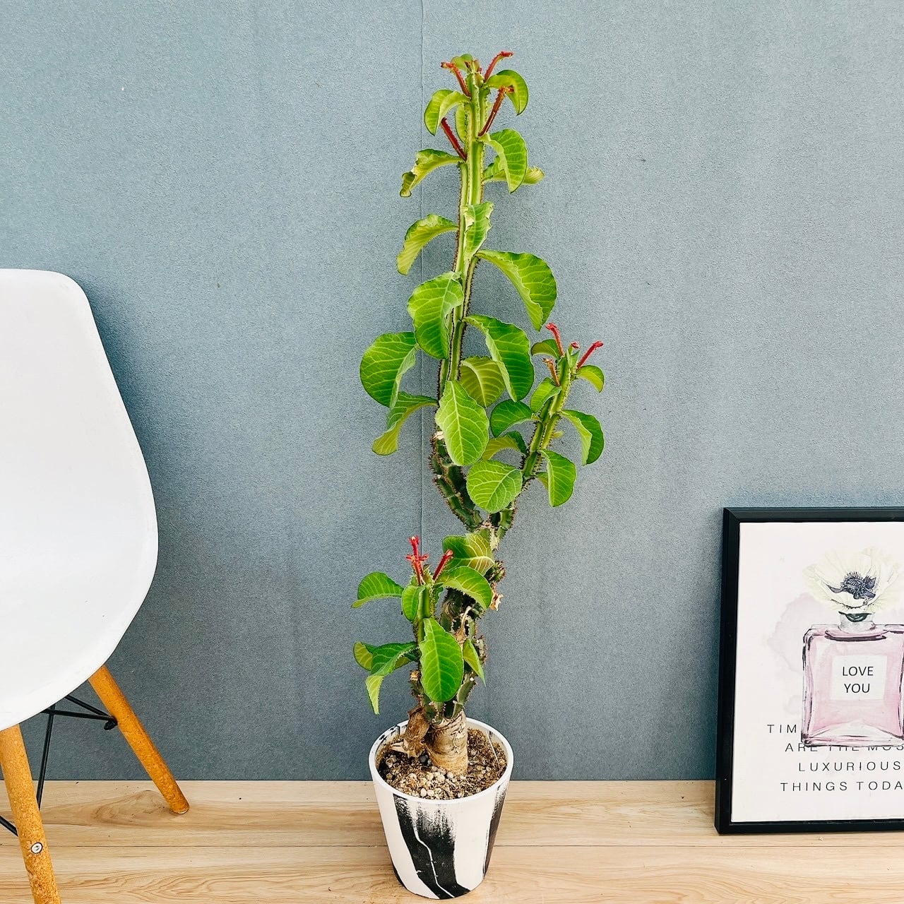 現品］G シェフレラ ホンコンカポック 曲がり 7号 観葉植物 室内 大型