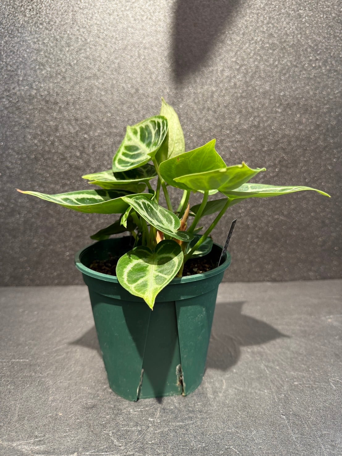 ドラヤキ アンスリウム 観葉植物 4.0号 人気 | 観葉植物と雑貨のお店