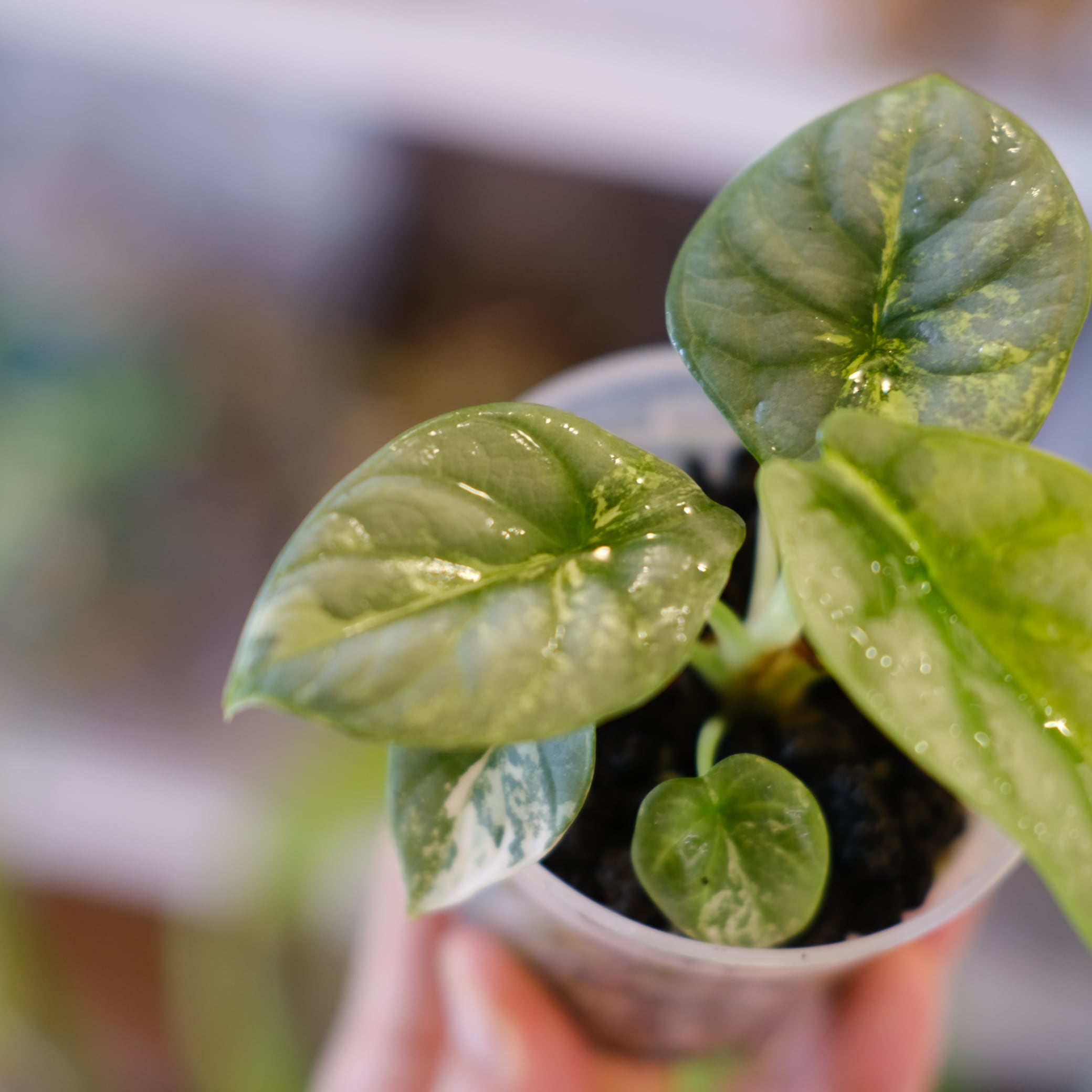 Alocasia Silver Dragon Aurea｜シルバードラゴン オーレア③｜観葉