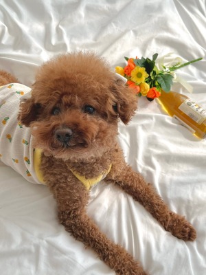 予約【pecoramou select】April crop tee