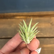 チランジア イオナンタ バンハイニンギー【1007】