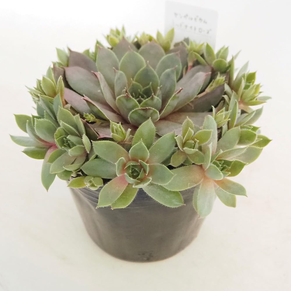胴切り群生株】Euphorbia polygona “Snow flake ”ユーフォルビア