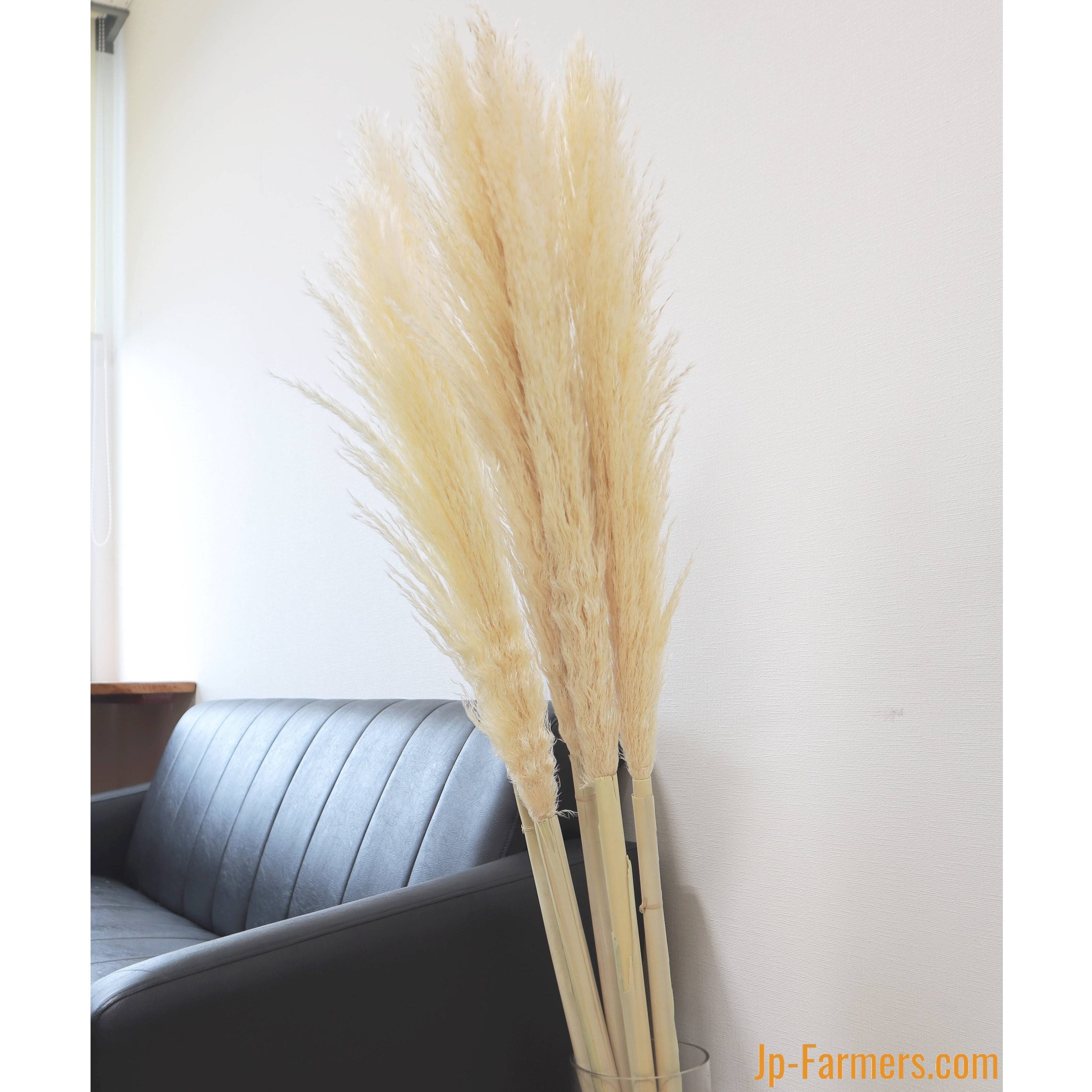 専用sale＊ パンパスツリー のジャンボドライボトル＆コットンのブリキアレンジ 会員専用無料レシピ】ドライパンパスグラスで作るホワイトクリスマス