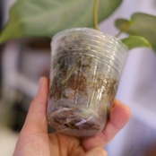 Anthurium Regale|アンスリウム・レガレ|観葉植物