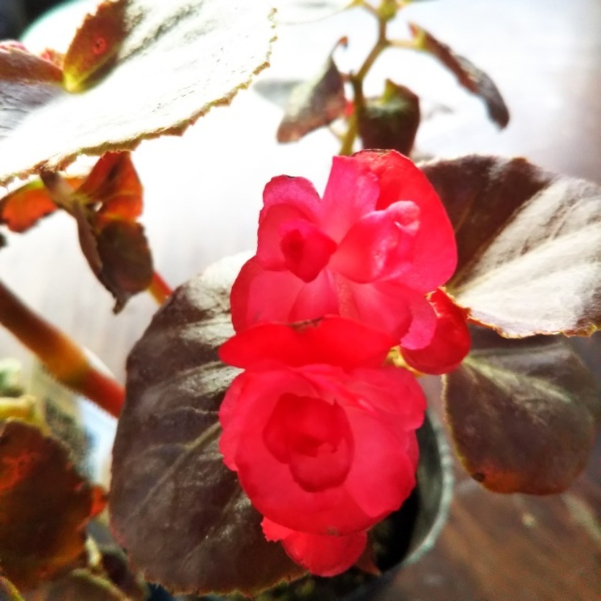 黒葉八重咲きベゴニア10 5cmポット苗 Hanazukin 花ずきん 農家直送の花苗 シンビジュームの花束
