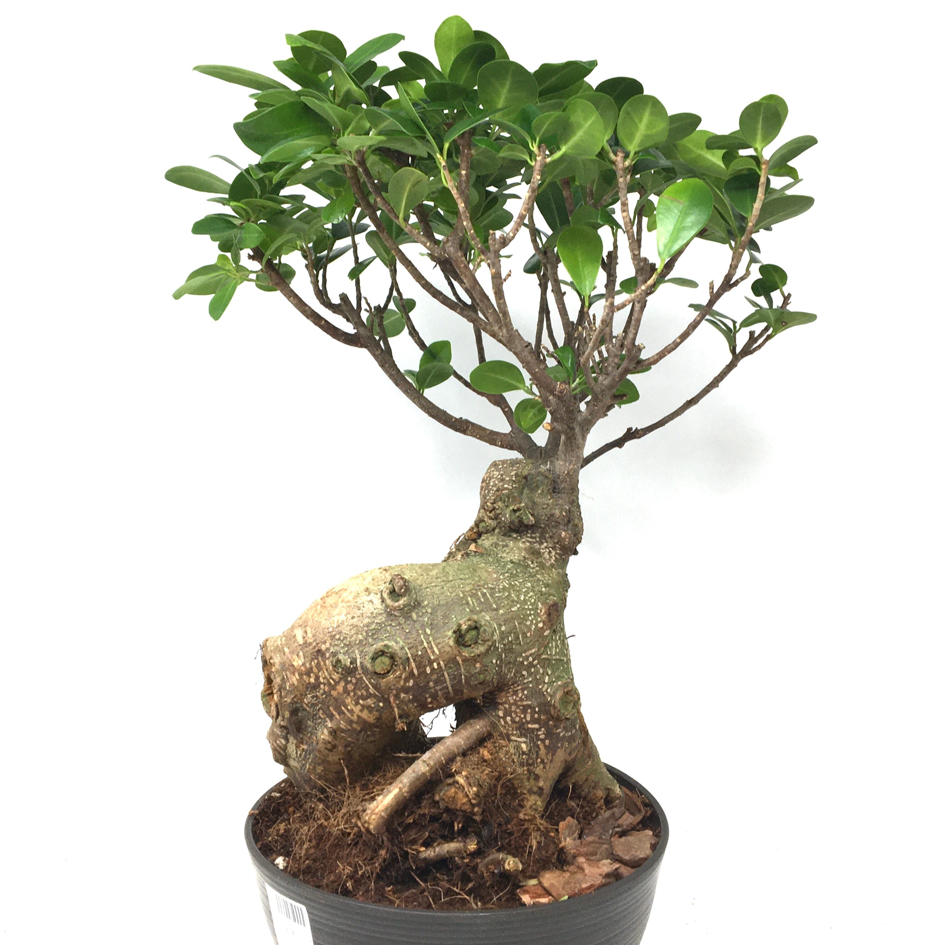 ガジュマル27 ガジュマル 上作株【27】 | PROTOLEAF プロトリーフ