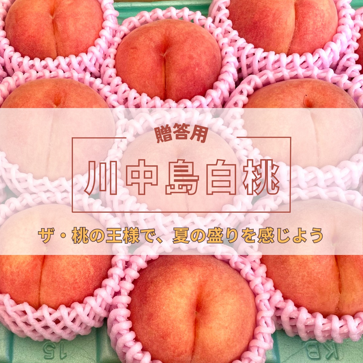 予約【贈答用】川中島白桃3kg | 下布施ファーム | 長野市川中島町の桃農園