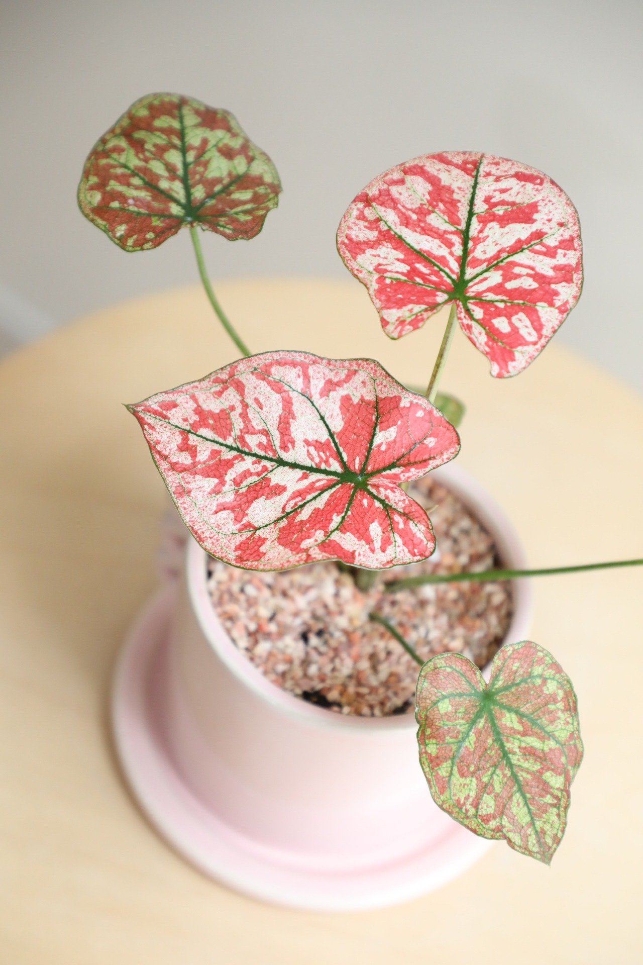 【S】カラジウム ユニバース ピンク/Caladium