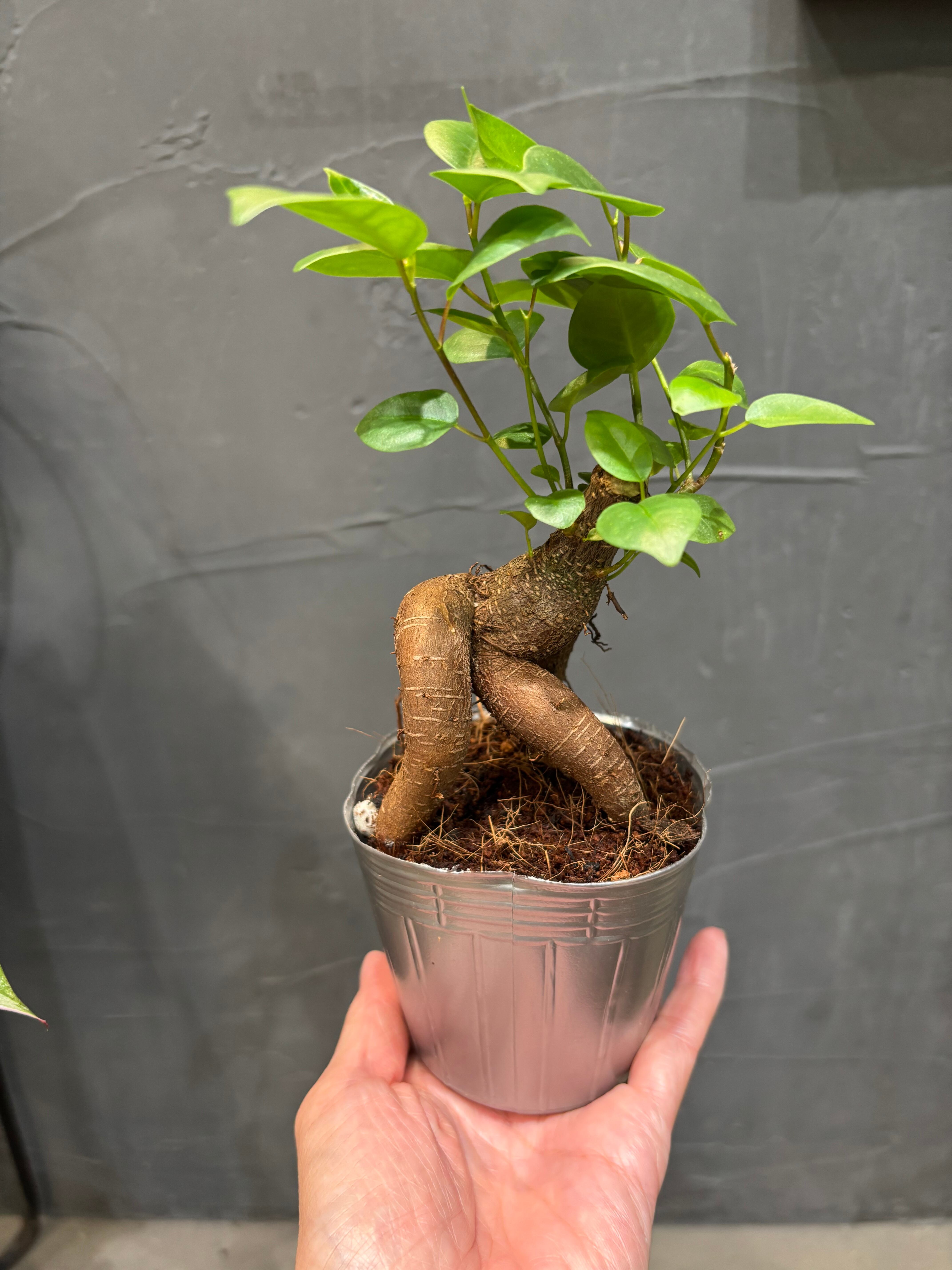 mattya様 クラブアップル エルム ゲンチアナ ミムラス マスタード 観葉植物 | MIDORIYA 観葉植物専門店