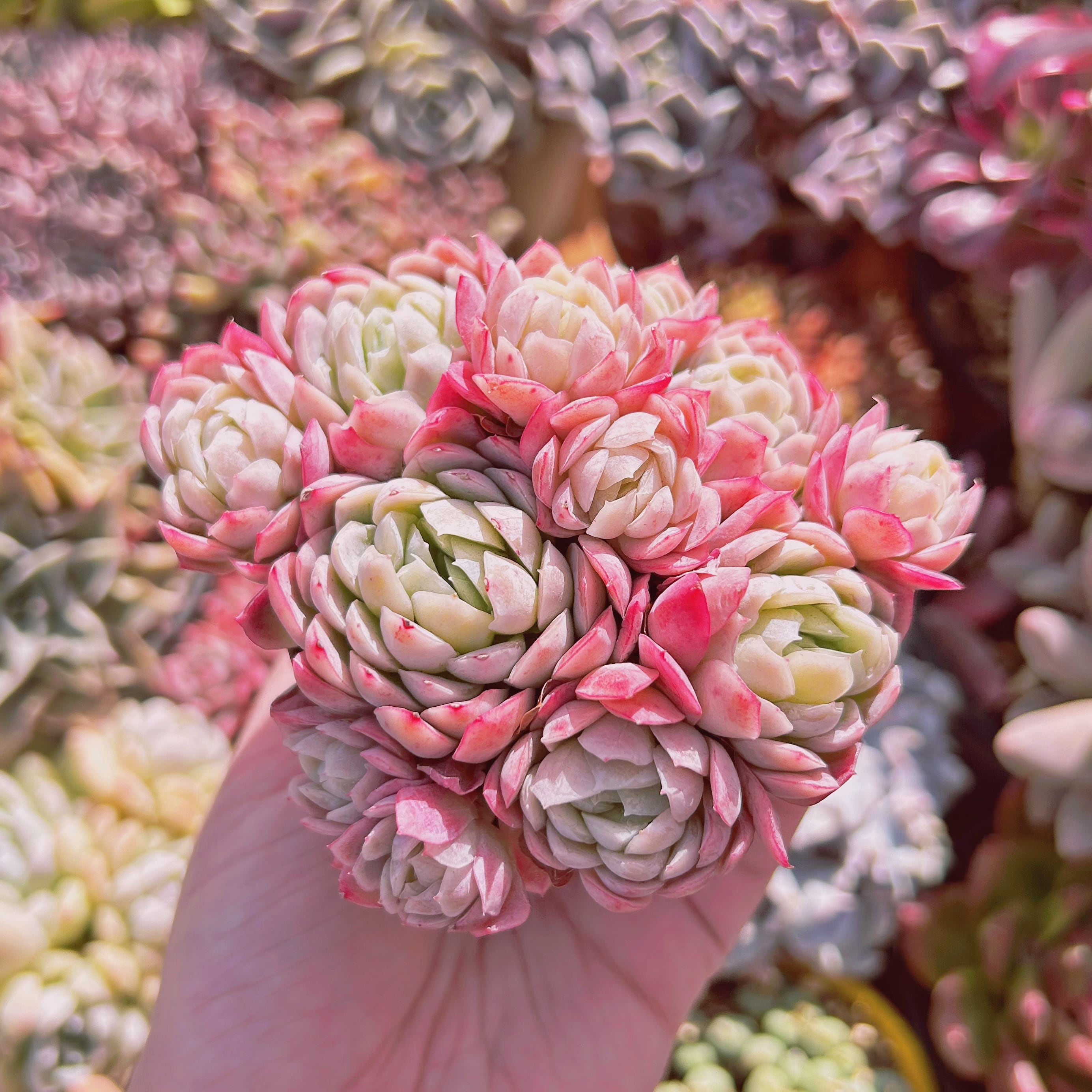 多肉植物　ラズベリーアイス(Echeveria 'Raspberry Ice')  6頭以上　特大