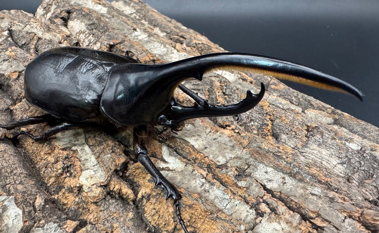 《ヘラクレス・ヘラクレス 125mm ペア》