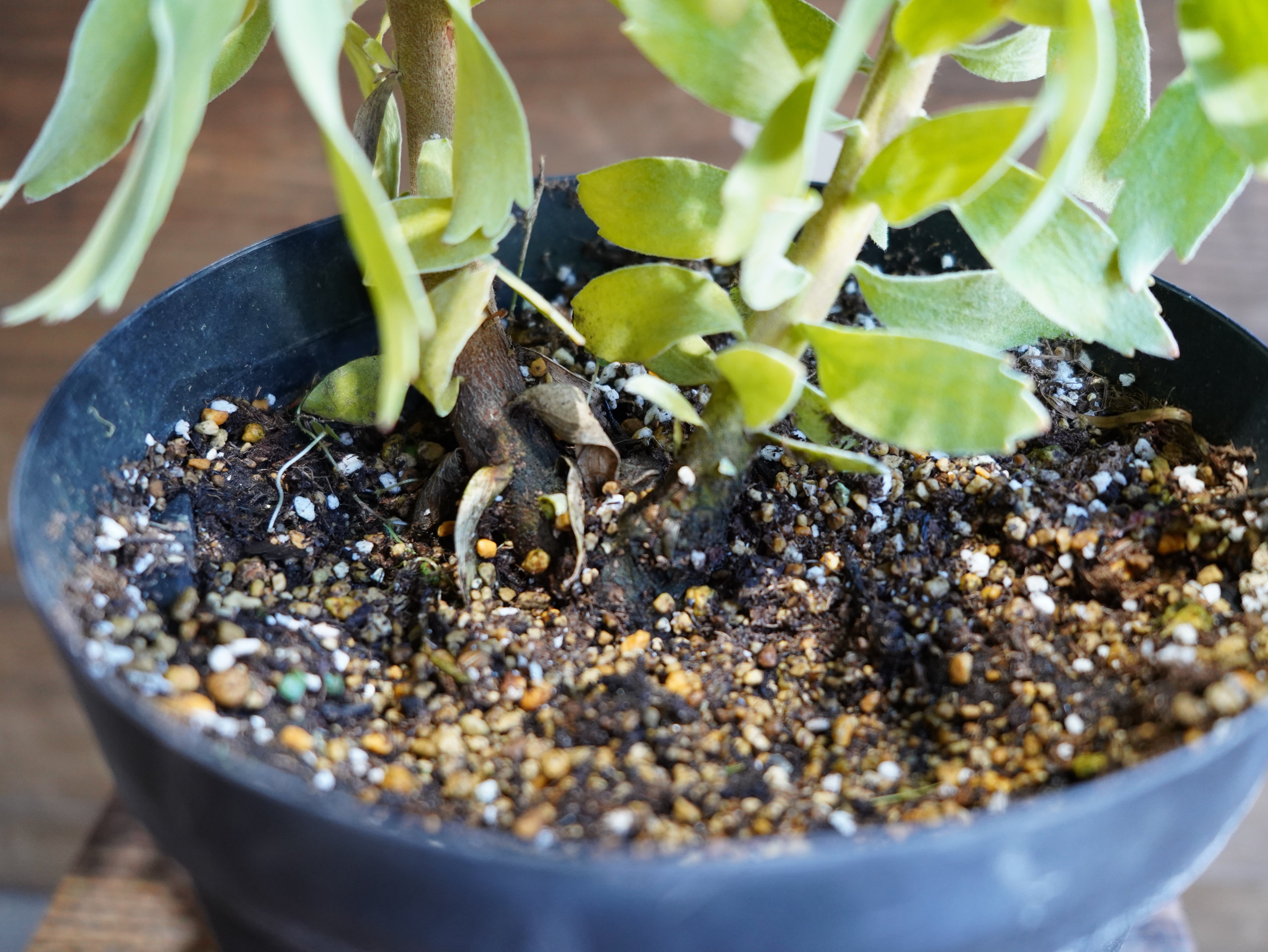 【現物】リューコスペルマム　"カーニバルクリムゾン"