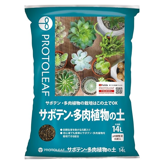 バニラビス 多肉植物 664現物 24個　鉢無し/脱土 Top【選抜株】多肉植物　18842ウィッチ 抜き苗 ID PAY | アエオニウム
