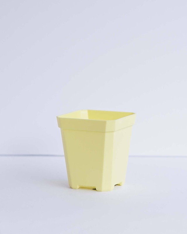 Solid Square Pot  7cm イエロー