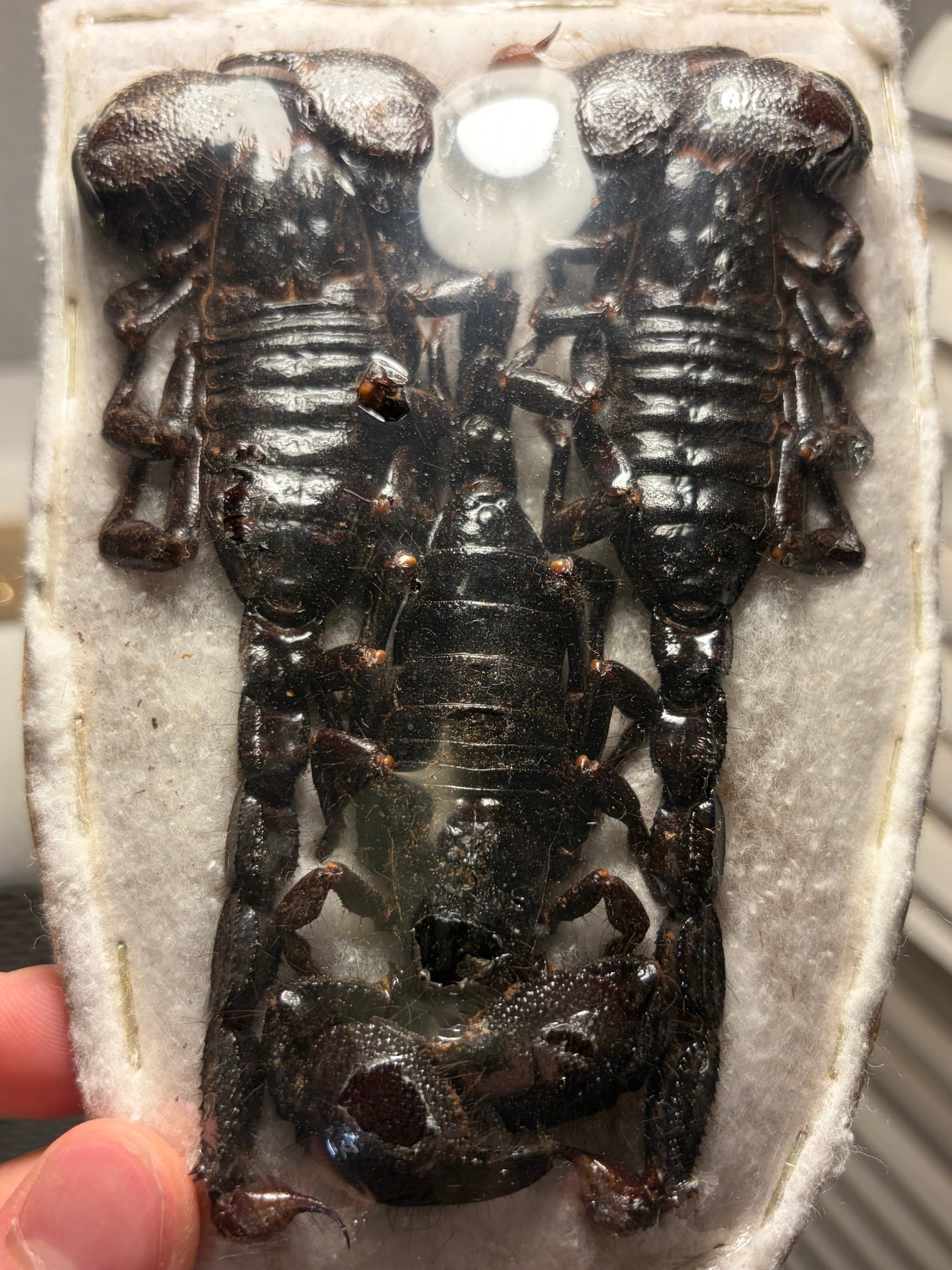 蠍煙草厳禁】ダイオウサソリ3匹setの標本 タランチュラムカデ奇蟲
