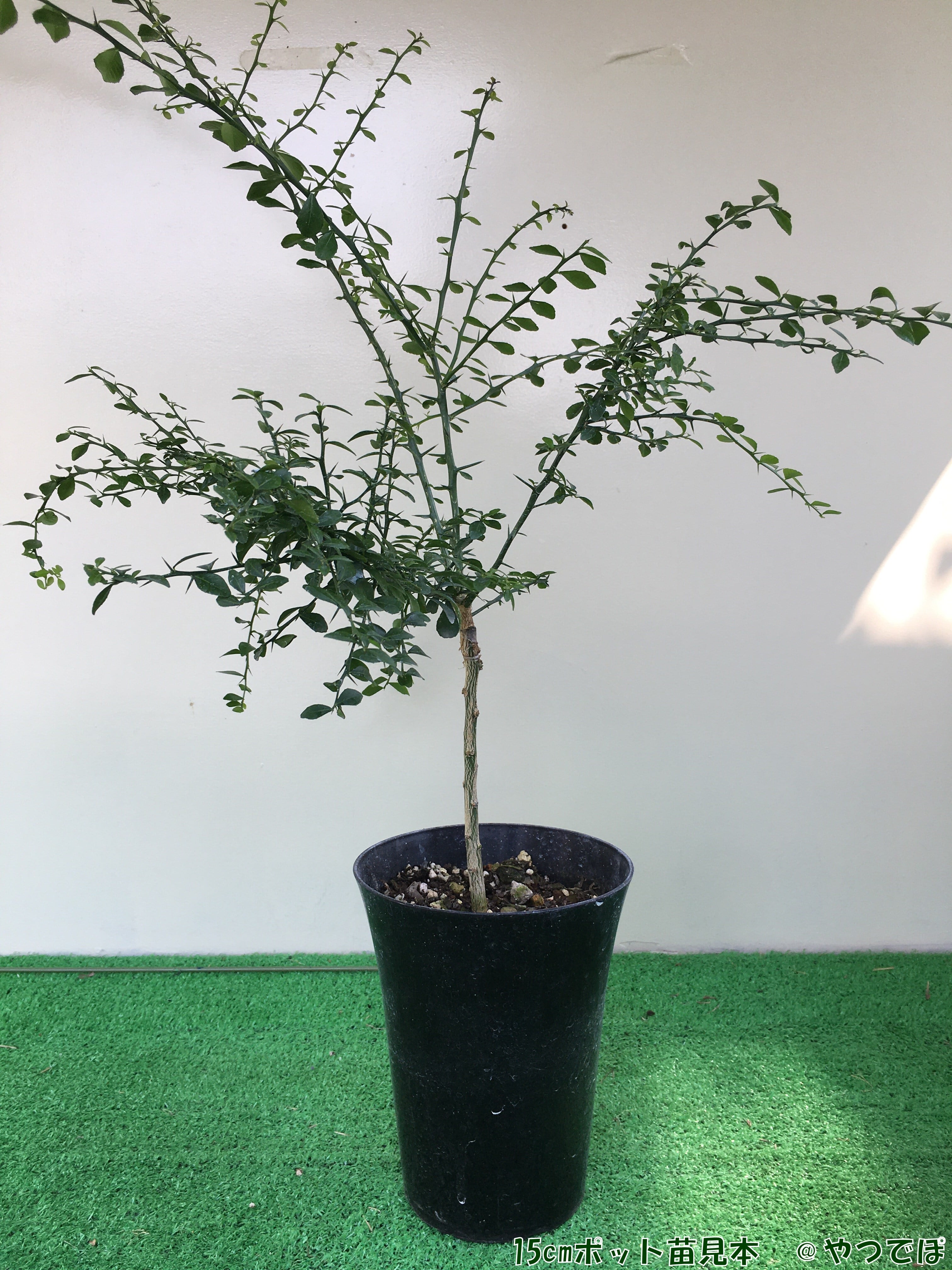 フィンガーライム　苗　コレット　カクテルツリー用に◎ 園芸ネット本店｜フィンガーライム：コレット4.5-5号ポット の通販【公式】