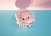 ピッグ