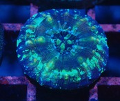 【現地買付】ScolymiaBaby"Blue"  12