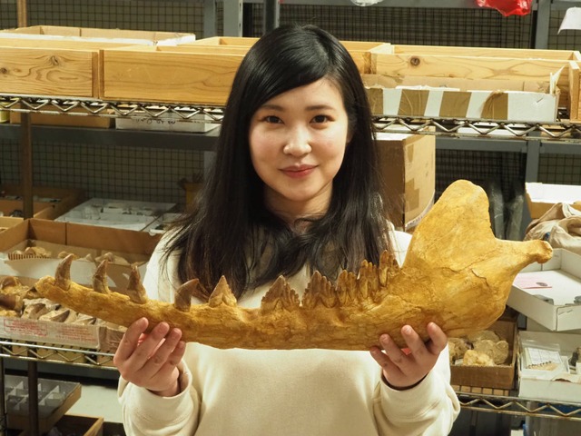博物館クラス！バシロサウルスの下顎の化石【Basilosaurus sp.】モロッコ王国産/鯨