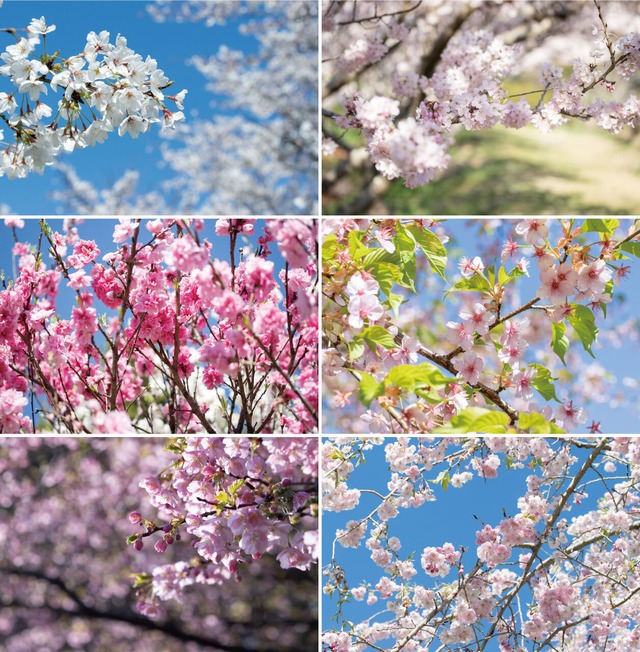 桜のポストカード2019（6枚セット）