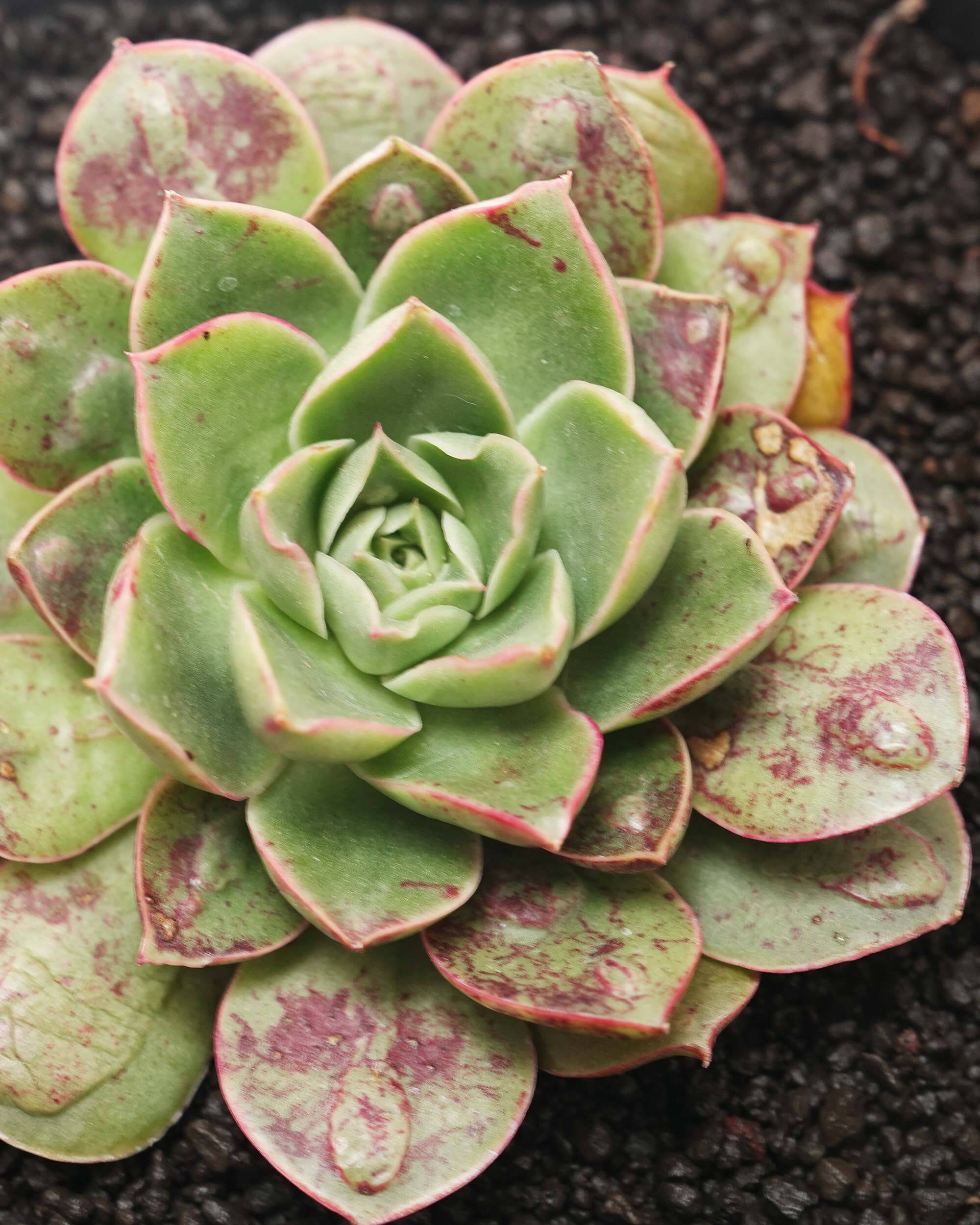 カット苗 魔王月影 Echeveria 'Demon King Moon Shadow' | PUKUBOOK