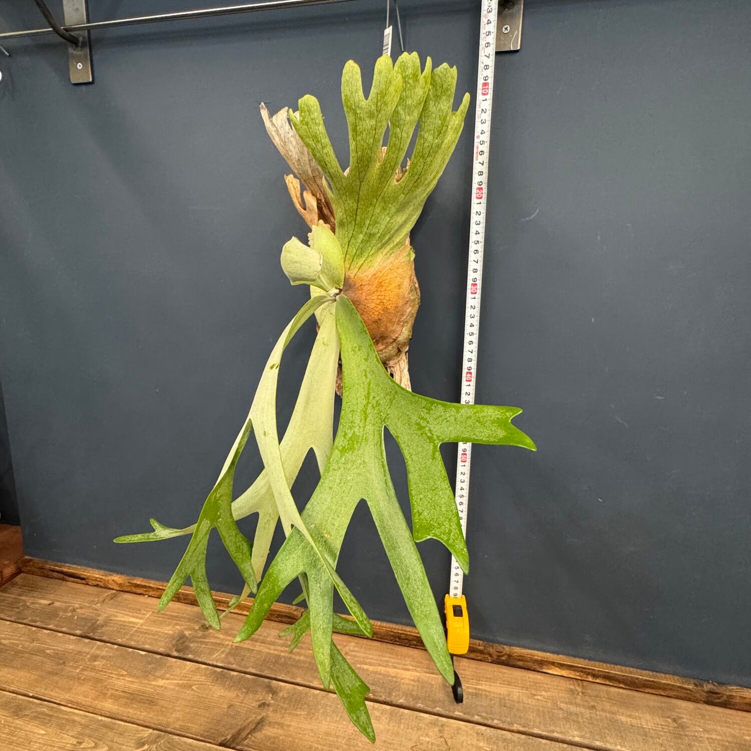 ビカクシダ Platycerium willinckii 板付け【923】 | PROTOLEAF プロト