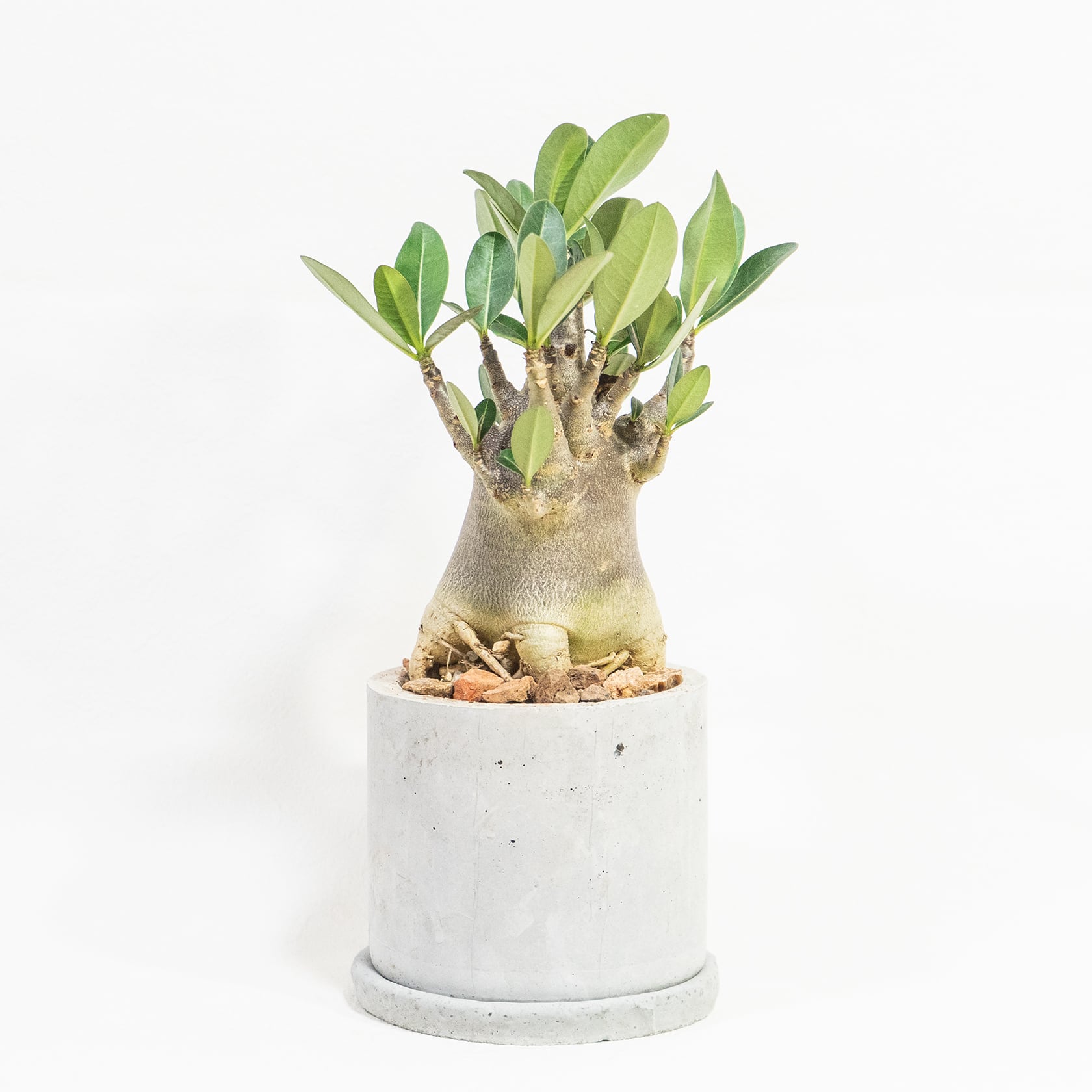 塊根植物 アデニウム・ブラック 黒肌が際立つ希少株を自作モルタル鉢に植え込みました