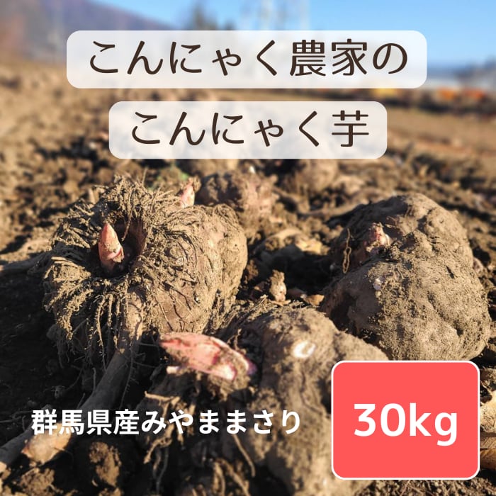 群馬県産こんにゃく芋 みやままさり（30キロ） | 大川ファーム