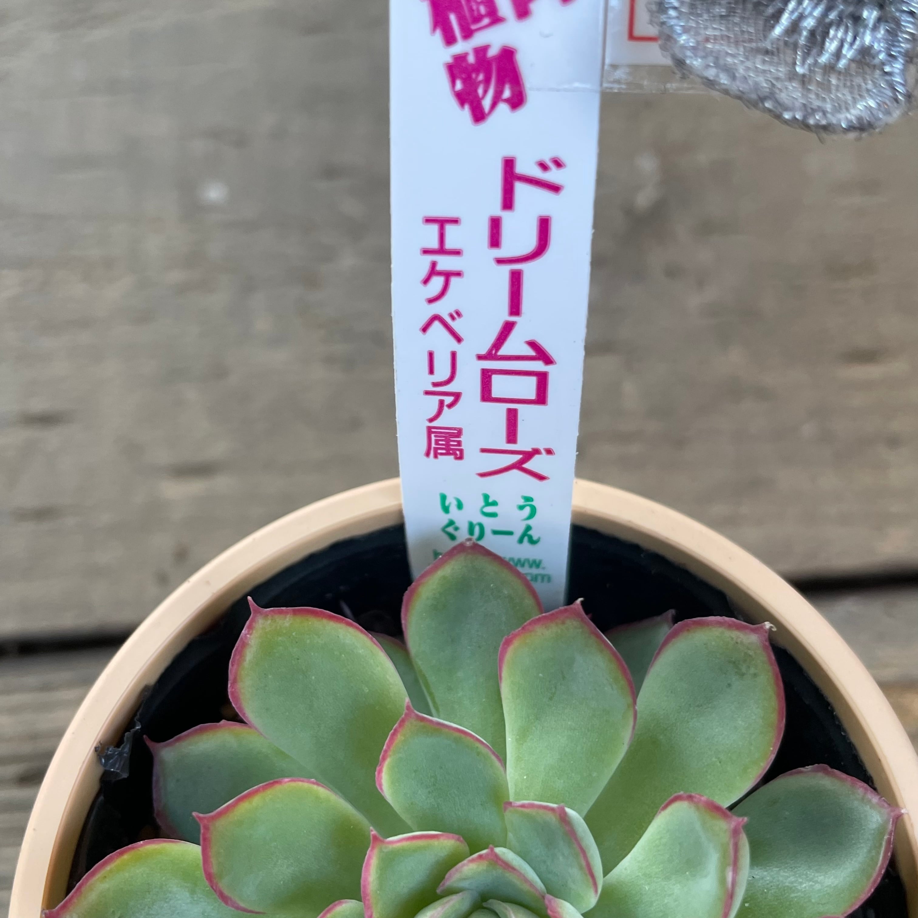 ドリームローズ | RuPo 多肉植物専門店