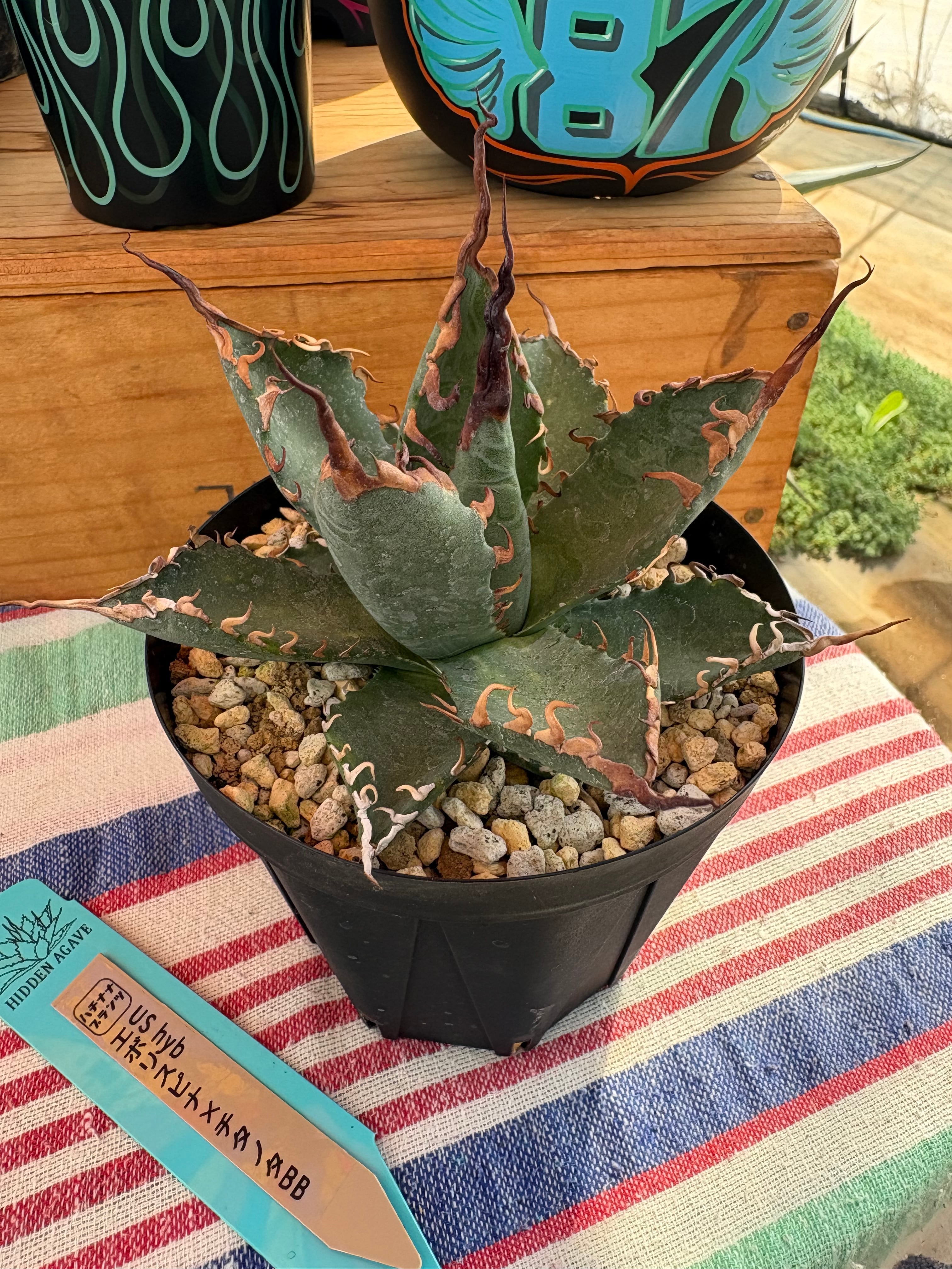 エボリスピナ×チタノタBB US株 hyb 送料無料 | 87PLANTS