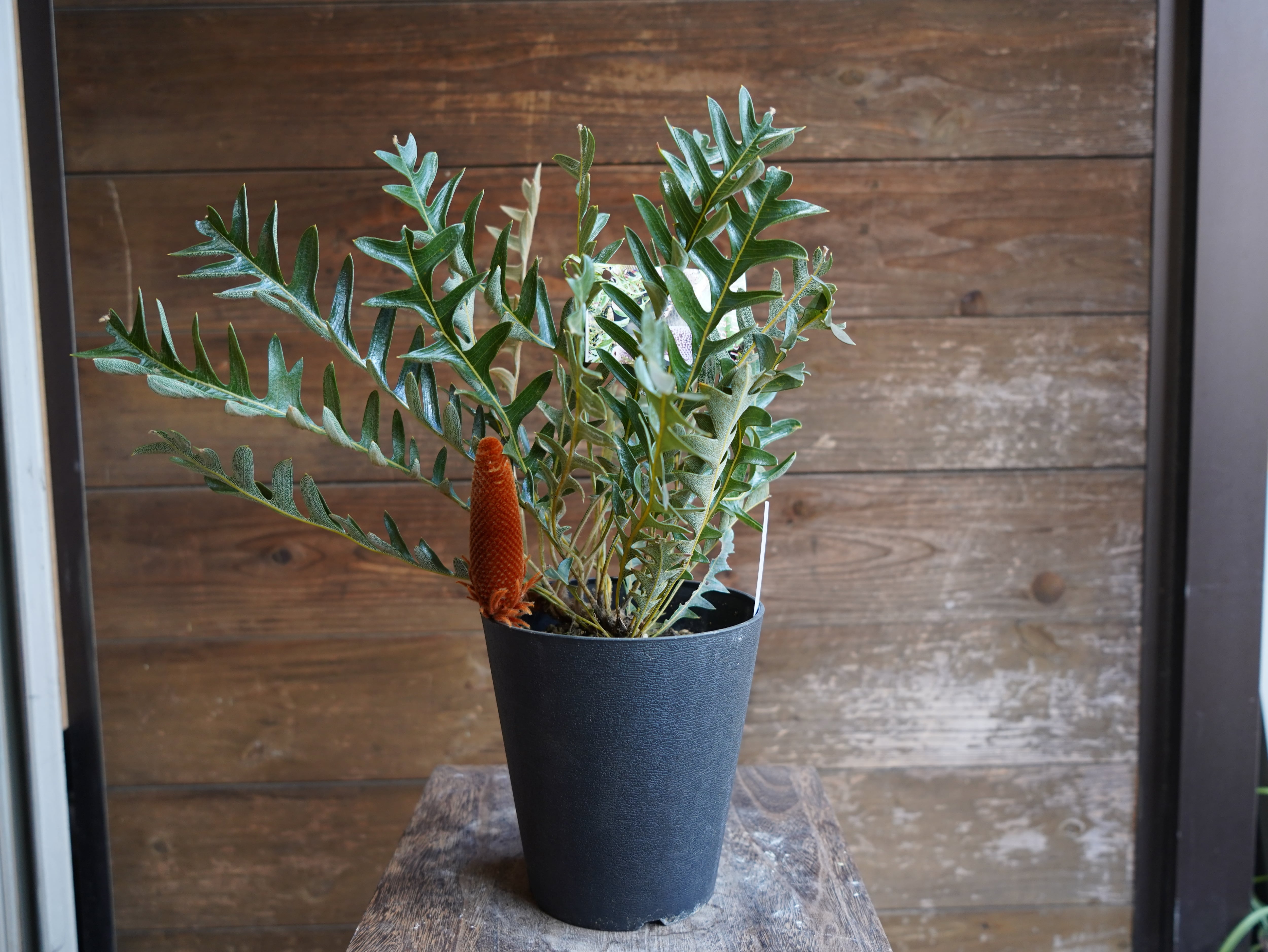 【現物】バンクシア　"ブレイクニフォリア"　D