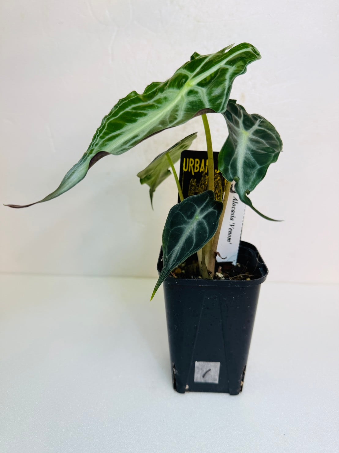 P.Willinckii cv. White Rose【artPLANTs】ビカクシダ/Platycerium