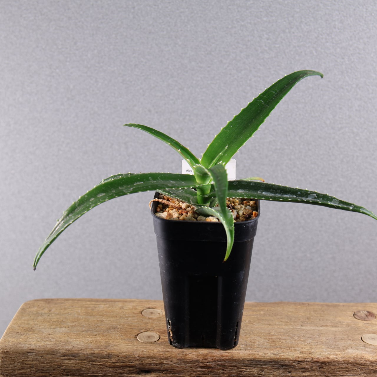 398 荒野の青、陽に染まるアロエ『アロエ ヴァオサンダ』観葉植物