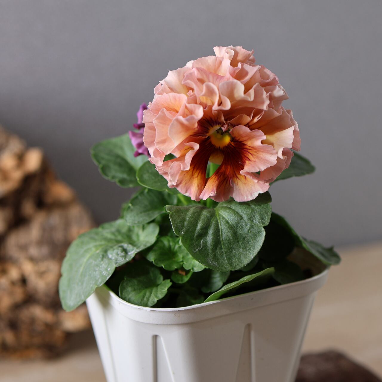 479 超希少！サトウ園芸さんの『ローブ ドゥ アントワネット 