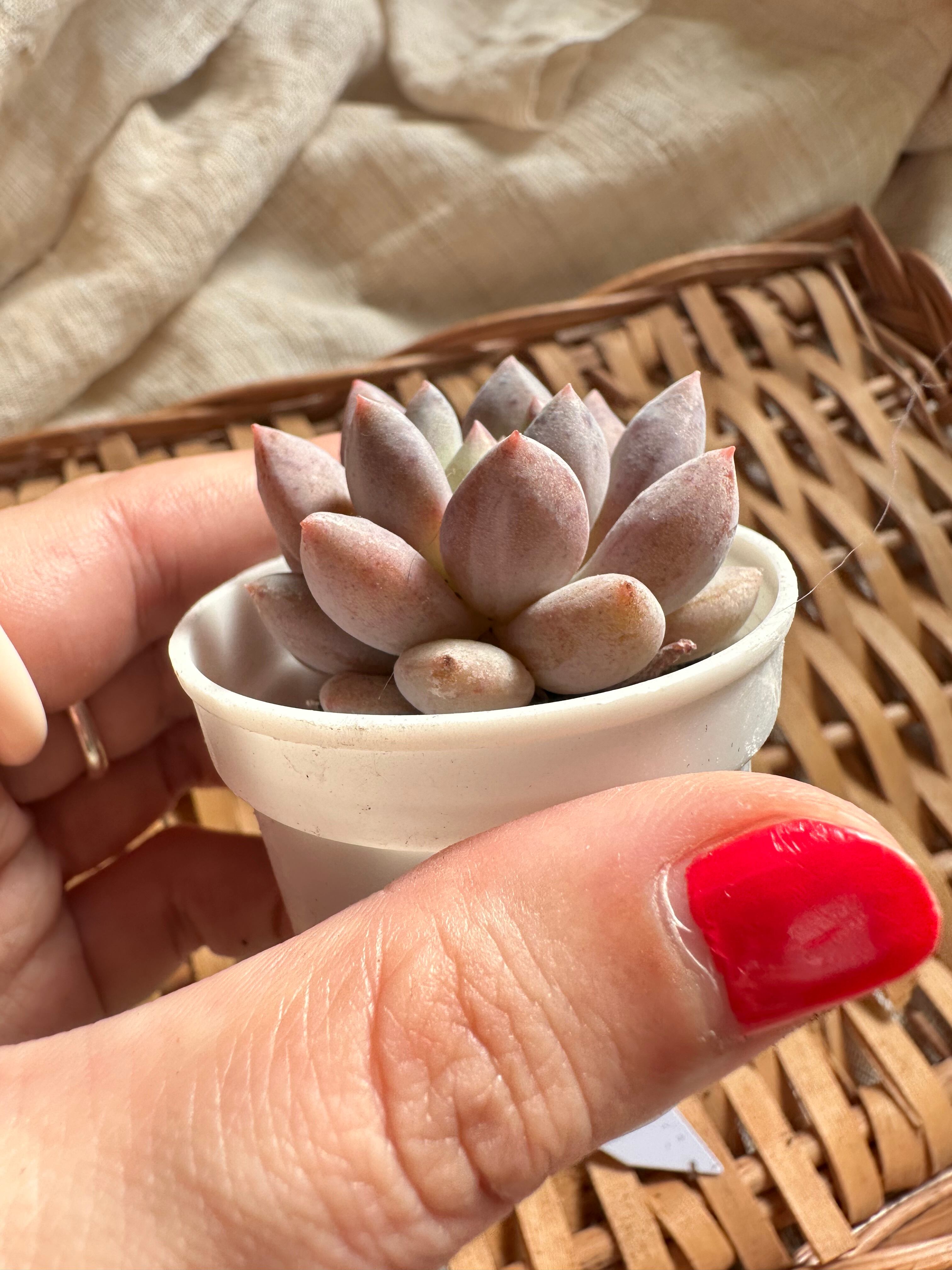 多肉植物ハーフサマー | apollo succulent