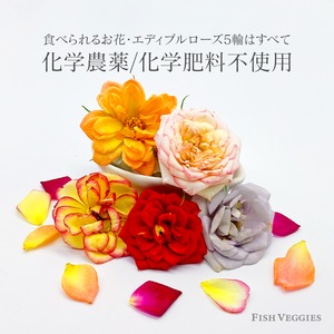 【FISH VEGGIES】食べられるお花・エディブルローズ&オーガニックティセット