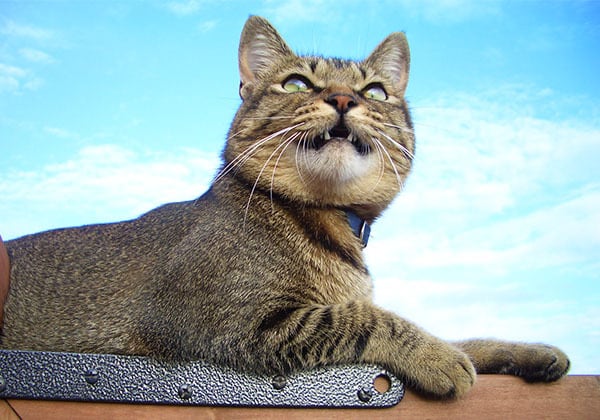 猫 ポストカード The Cat who....鳥、飛来(青空) 10x14.8センチ(cm)官製はがきサイズ 猫写真 はがき ねこ葉書 ネコハガキ Postcard アイとちび アイシス