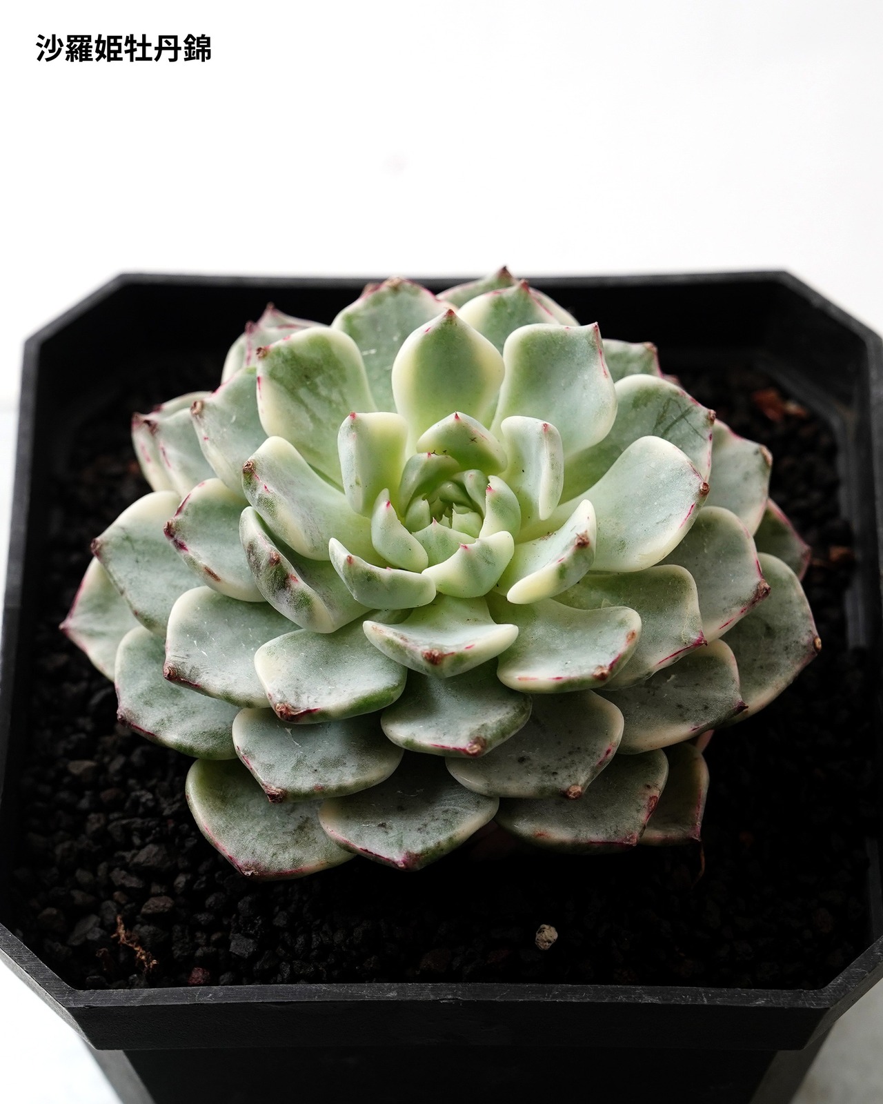 【SUCCULENTSセット 5種】沙羅姫牡丹錦/フレイムマウンテン錦/ジュジュ 他