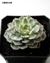 【SUCCULENTSセット 5種】沙羅姫牡丹錦/フレイムマウンテン錦/ジュジュ 他